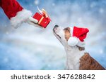 American staffordshire terrier dog with a christmas hat taking a present from Santa's hand
