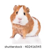 Adorable Guinea Pig  Isolated...