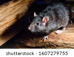 The black rat  rattus rattus  ...