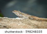 Close Up Shot Of A Brown Anole...