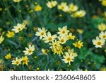 Small photo of Creamy yellow coreopsis flowers blooming in a garden