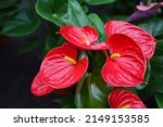 Anthurium Is A Heart Shaped Red ...