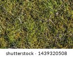 Green Grass Texture With Sprigs