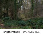 Looking Into Perceton Woods And ...