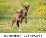 Bouncing Baby Goat