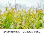 Maize Rust Diseases That Damage ...