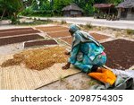 Small photo of African Women Spreading a Clove to dry on the thatched mat at Pemba island, Zanzibar, Tanzania