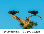 Two Black Vultures Sunning...