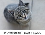 Cute Kitten Portrait. Grey...