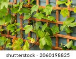 Young grape vines on a wooden...