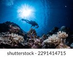 Small photo of Experience the thrill of the underwater world with our stunning scuba diving images. From skilled divers to colorful marine life, discover the beauty and adventure of the deep blue sea.