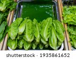 Small photo of Cos Lettuce or Romaine and other vegetable on tray to sell at the organic freshness marget.