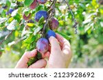 Small photo of Tree full of blue plums in an orchard.Woman's hand picking blue plums in a orchard.Plum harvest. Farmers hands with freshly harvested plums