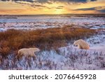 Two Wild Polar Bears  Ursus...