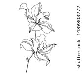 Vector Orchid Floral Botanical...