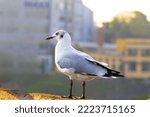 Small photo of The seagull tends to be a large stout bird with long wings and thin legs. The bill is long and hooked at the end with a darker or lighter marking at the tip. Most species are covered in unassuming whi