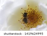 Honey Bee Collects Pollen From...