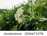 Small photo of Hand pruning inflorescence fresh plant valerian flowers Valeriana officinalis with berries. garden valerian, garden heliotrope and all-heal flowers in meadow in summer.