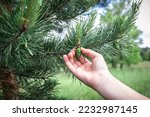young green bump on branches of pine growing in forest. Male cones of a pine.Collection of pine cones for the preparation of tinctures or medicines by an herbalist. Alternative medicine.