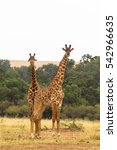 Two Giraffes. Savanna Of Masai...