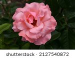 Small photo of Pink 'Queen Elisabeth' rose blooming in the garden