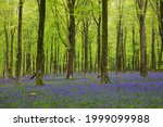 May 11th 2021  Bluebell Wood
