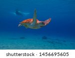 Swimming Sea Turtle And...