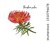 Hand Drawn Pincushion Protea...
