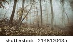 Panoramic Foggy Forest...
