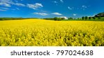Field Of Rapeseed Blossoming...
