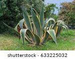 Small photo of Agave americana, sentry plant, maguey, or American aloe, is a species of flowering plant in the family Agavaceae, native to Mexico, and the United States in New Mexico, Arizona and Texas.