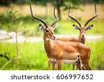 Antelope Impala In Nature...