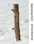 Small photo of An electrical spile in winter