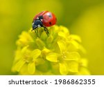Ladybug On A Yellow Flower...