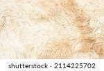 Small photo of Background picture of a soft fur white carpet. wool sheep fleece closeup texture background. Fake color beige fur fabric. top view.