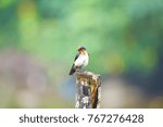 Pacific Swallow bird on Wood ta Thailand