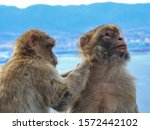Barbary Macaque Monkeys Of The...