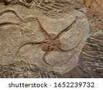 Brittle Star or Ophiuroid Fossil Found in Morocco