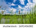 Bulrush  Cattails And Reeds At...