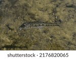 Small photo of Gudgeon fish in clear fresh water. Gobio in natural habitat