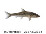 Small photo of Gudgeon alive fresh fish isolated on white