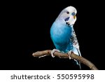 Isolated Image Of A Blue Budgie ...