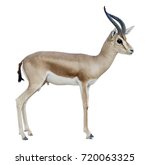 Antelope  Dorcas Gazelle ...
