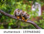 Three common squirrel monkeys...