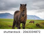 Icelandic horse in the scenic nature landscape of Iceland. The Icelandic horse is a breed of horse developed in this country.