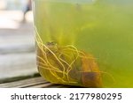 Closeup macro of one funny cute single Virginia treefrog tadpole swimming in aquarium with feet on plastic container tank and plant roots looking at camera face