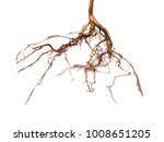 Roots of tree isolated on white background