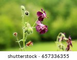 Small photo of Flowers of dusky crane's-bill (Geranium phaeum). The leaves are antirheumatic, astringent, mildly diuretic and vulnerary. Treatment of bleeding, stomach ailments, kidney infections, jaundice, etc.