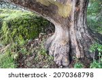 Small photo of Gnarly Oak Tree Trunk with Wide Branches, Raspy Bark and Strong Root growing in Meadow at Roche Cove Regional Park on Vancouver Island, British Columbia Canada