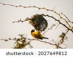African Southern Masked Weaver...